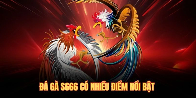 Đá gà S666 có nhiều điểm nổi bật 