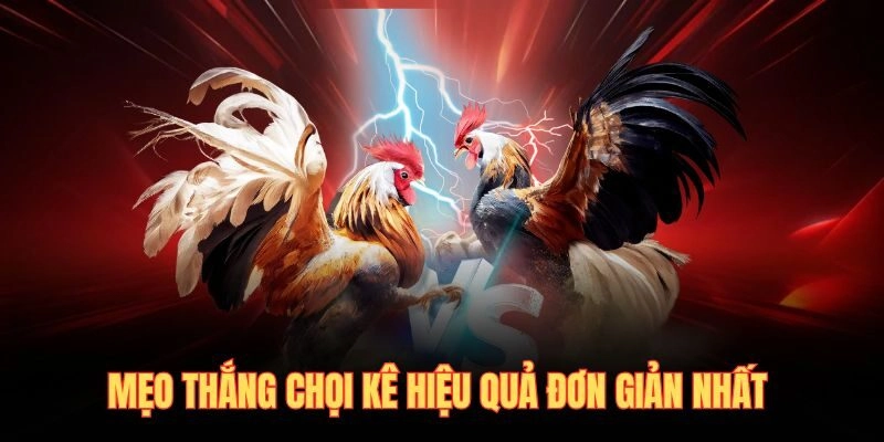 Mẹo thắng chọi kê hiệu quả đơn giản nhất 